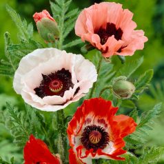   Papaver Orientale mixed / Díszpipacs színkeverék 4 db virághagyma (LA)