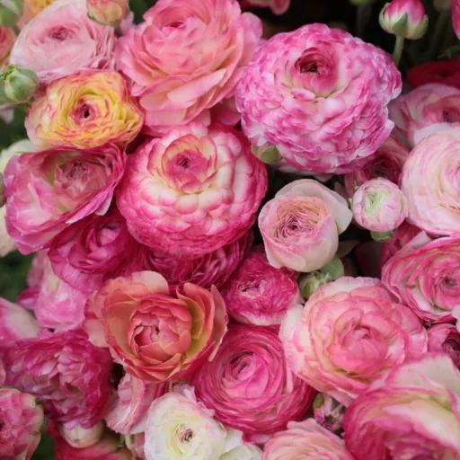Ranunculus Asiaticus Picotee Pink /Ázsiai boglárka rózsaszín 10 db virághagyma (LA)