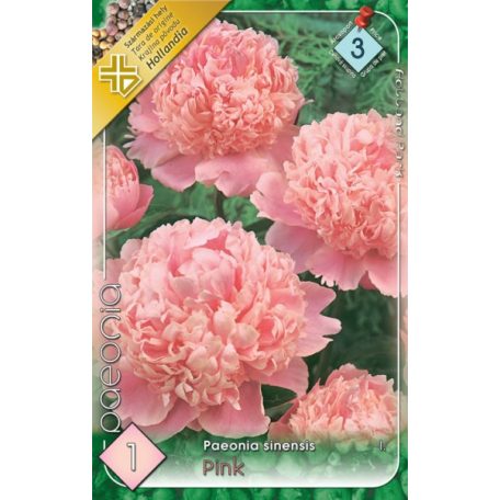 Paeonia Pink / Pünkösdirózsa rózsaszín 1 db virágtő