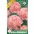 Paeonia Pink / Pünkösdirózsa rózsaszín 1 db virágtő