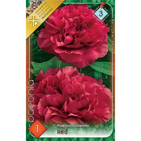 Paeonia Red / Pünkösdirózsa piros 1 db virágtő