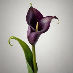 Zantedeschia Violet / Kála 1 db virághagyma (LA)