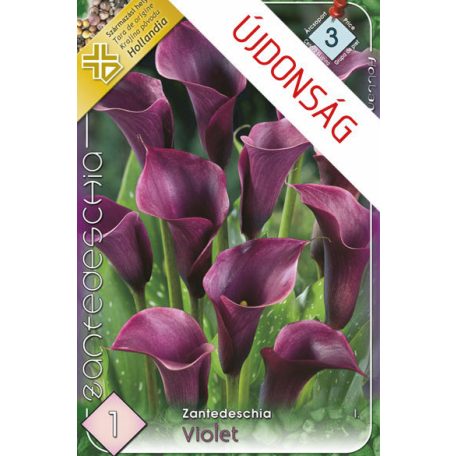 Zantedeschia Violet / Kála 1 db virághagyma