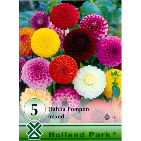 Dahlia Pompon mixed 5 db virághagyma (LA)