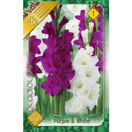 Gladiolus Duo Purple-White /Kardvirág 10 db virághagyma
