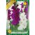 Gladiolus Duo Purple-White /Kardvirág 10 db virághagyma (LA)