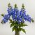 Aconitum blue / Sisakvirág (LA)