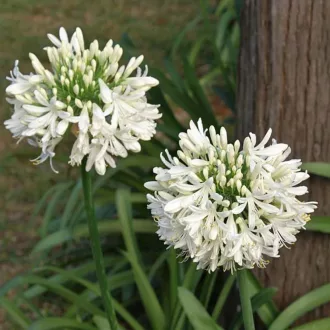 Agapanthus umbellatus fehér szerelemvirág