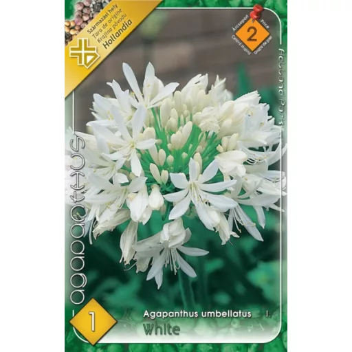Agapanthus umbellatus fehér szerelemvirág
