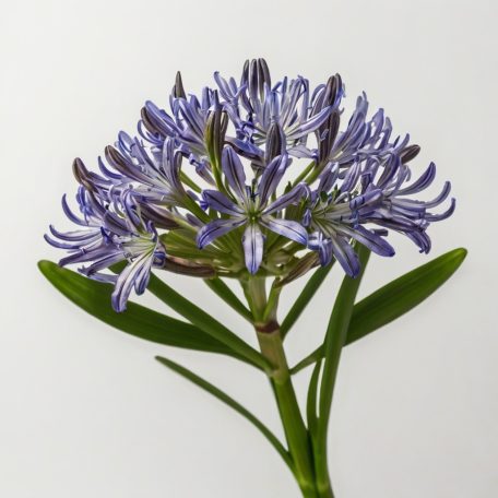 Agapanthus umbellatus / Szerelemvirág Kék (LA)