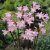 Amaryllis belladonna / Hölgyliliom (LA)