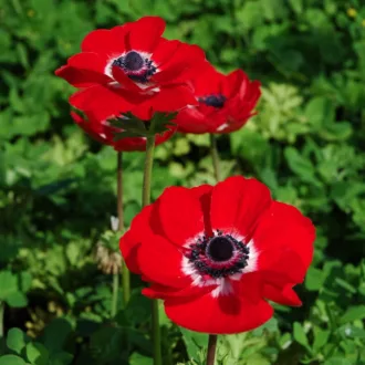   Anemone de Caen Hollandia / Koronás szellőrózsa piros - 10 db/ csomag (LA)