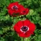 Anemone de Caen Hollandia / Koronás szellőrózsa piros - 10 db/ csomag (LA)