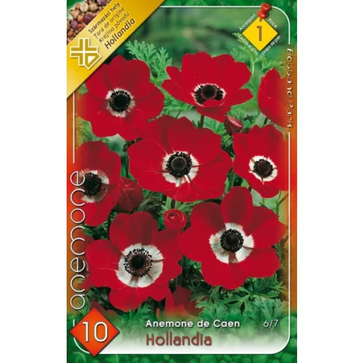 Anemone de Caen Hollandia / Koronás szellőrózsa piros - 10 db/ csomag (LA)