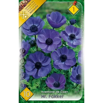   Anemone de Caen Mr. Fokker / Koronás szellőrózsa kék - 10 db/ csomag (LA)