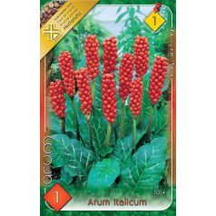 Arum Italicum / Olasz kontyvirág 1 db