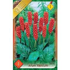 Arum Italicum / Olasz kontyvirág 1 db (LA)