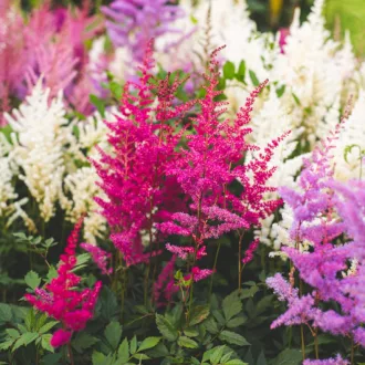 Astilbe Mixed gyöngyvessző tarka virágok