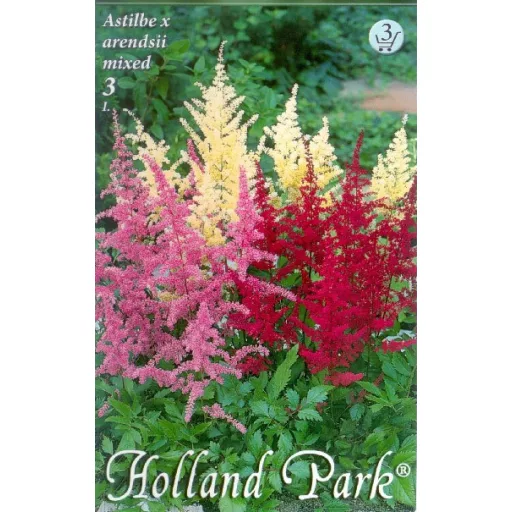 Astilbe Mixed gyöngyvessző tarka virágok