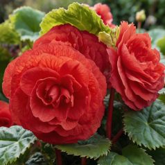   Begonia double large flowered red / Nagyvirágú begónia piros (LA)