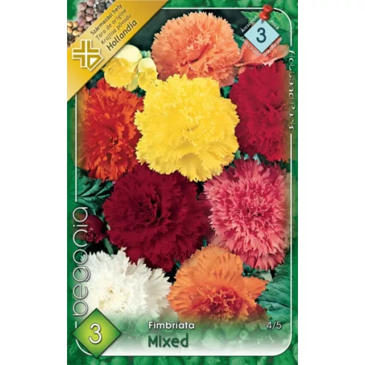 Begonia Fimbriata telt virágú begónia