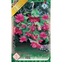 Begonia Pendula pink / Csüngő begónia rózsaszín