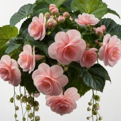 Begonia Pendula pink / Csüngő begónia rózsaszín (LA)