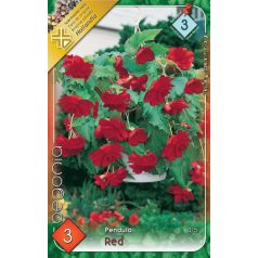 Begonia Pendula red / Csüngő begónia piros