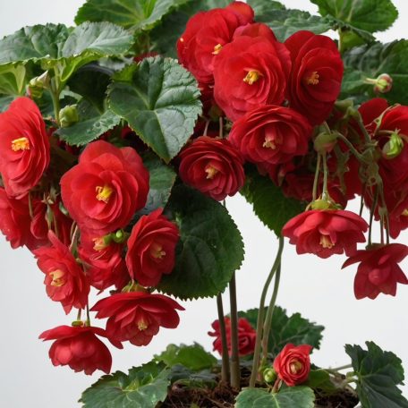 Begonia Pendula red / Csüngő begónia piros (LA)