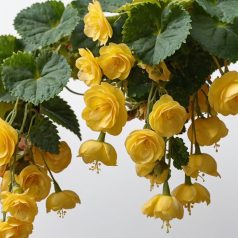 Begonia Pendula yellow / Csüngő begónia sárga (LA)