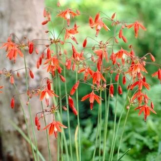   Bessera elegans (Fuxiavirágú díszhagyma) - 3 db/ csomag (LA)