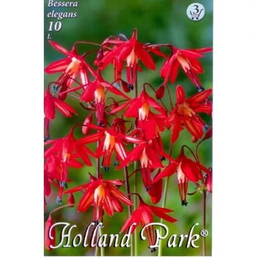 Bessera elegans (Fuxiavirágú díszhagyma) - 3 db/ csomag (LA)