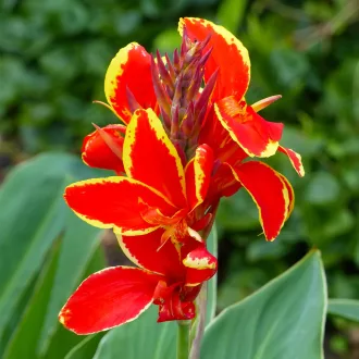 Kánna Lucifer / Canna - 1 db/ csomag (LA)