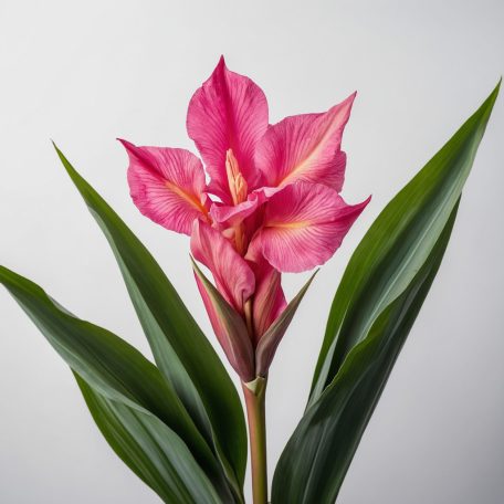 Canna Pink / Kána Rózsaszín (LA)