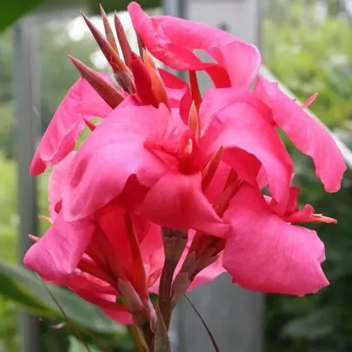 Kánna Pink / Canna Rózsaszín - 1 db/ csomag (LA)