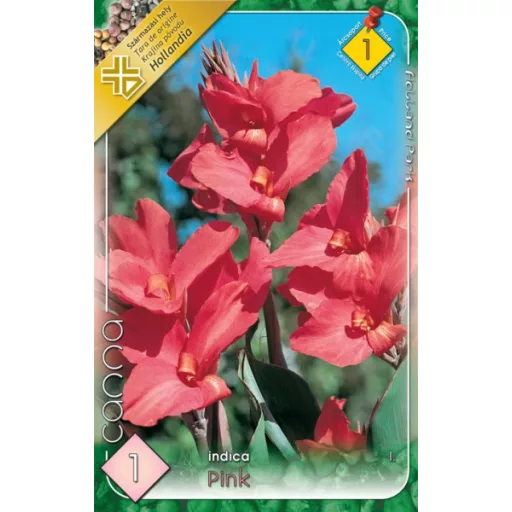Kánna Pink / Canna Rózsaszín - 1 db/ csomag (LA)