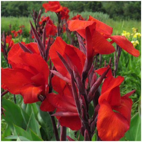 Canna Red / Kána Piros (LA)