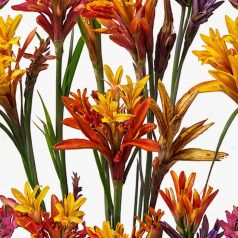   Crocosmia mixed / Kerti sáfrányfű kisvirágú színkeverék (LA)