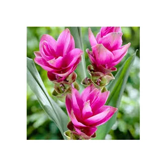 Curcuma alismatifolia rózsaszín trópusi virág
