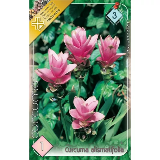 Curcuma alismatifolia rózsaszín trópusi virág