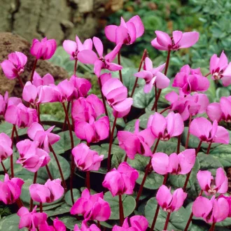 Cyclamen Coum rózsaszín kora tavaszi virág