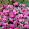 Cyclamen Coum / Kereklevelű ciklámen - 3 db/ csomag – Tavaszi ültetésű virághagymák