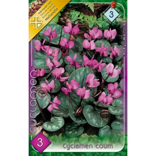 Cyclamen Coum / Kereklevelű ciklámen - 3 db/ csomag – Tavaszi ültetésű virághagymák