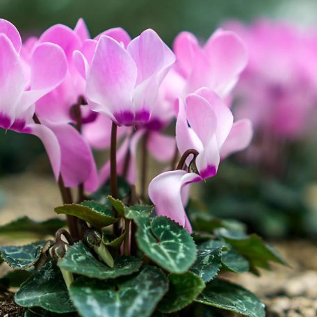 Cyclamen Hederifolium / Borostyánlevelű ciklámen 3 db (LA)