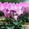 Cyclamen Hederifolium / Borostyánlevelű ciklámen - 3 db/ csomag – Tavaszi ültetésű virághagymák