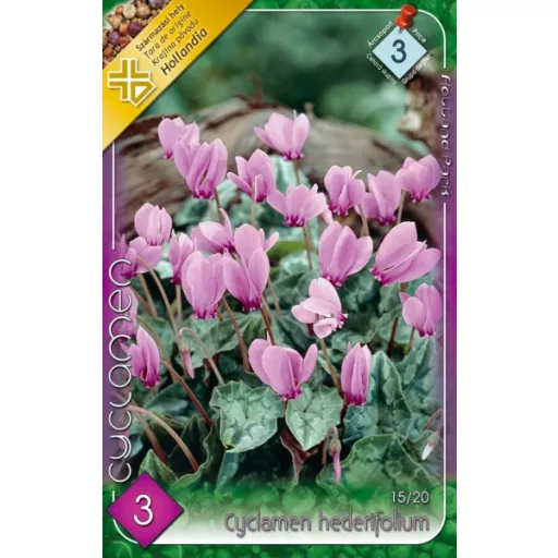 Cyclamen Hederifolium / Borostyánlevelű ciklámen - 3 db/ csomag – Tavaszi ültetésű virághagymák