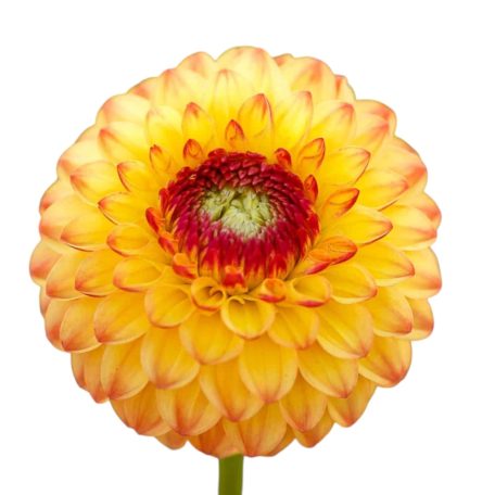 Dahlia Ball Sunny Boy / Dália (LA)