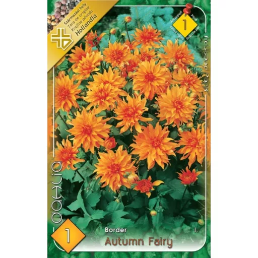Dahlia Border Autumn Fairy narancssárga dália