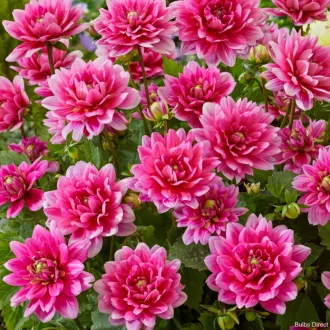 Dahlia Border Bluesette lila dália