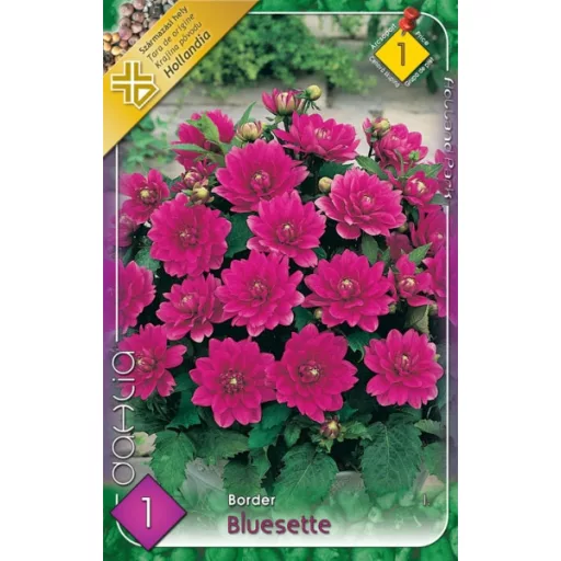 Dahlia Border Bluesette lila dália